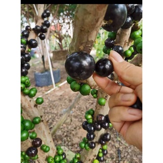 Cây Giống Nho Thân Gỗ Tứ Quý - Cây trồng chậu dễ trồng ra quả quanh năm