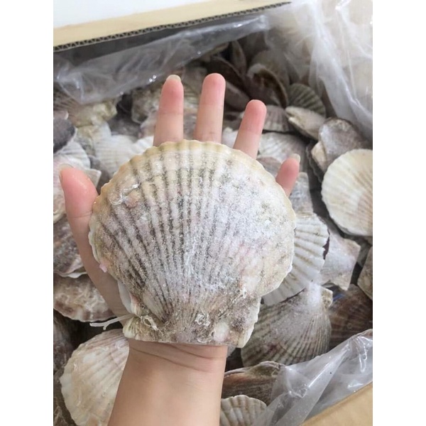 Sò điệp Nhật nguyên con 1kg (7-10 con giao tphcm)