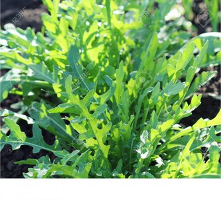 Hạt Giống Rau Thơm Wild Rocket 1gr