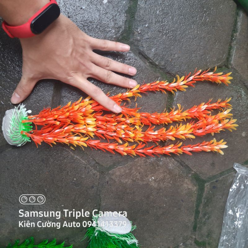 Cây cảnh Trang Trí Bể Cá Size Lớn  - Đồ Trang Trí Hồ Cá
