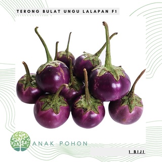 Hạt giống - cà tím tròn tím lalapan f1 20 hạt
