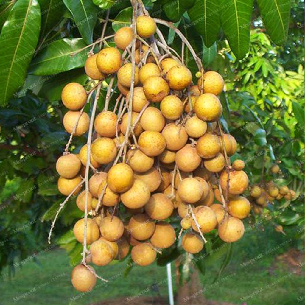 Cây Giống Nhãn Tiêu Siêu Sai Siêu sớm Trái