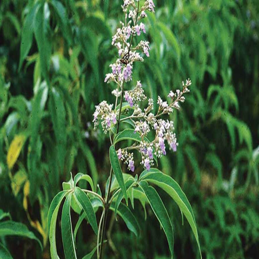 Cây Ngũ Chảo Châm Chim -  Loại 01