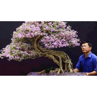 LINH SAM SIÊU BÔNG-GIÚP NÔNG DÂN ĐỔI ĐỜI
