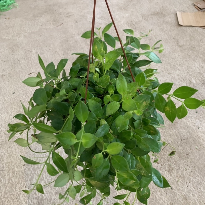 Cây son môi trồng chậu treo bán kính 30cm, cây nở hoa đẹp hình thỏi son môi, trồng trang trí quán cafe, ban công, cửa sổ