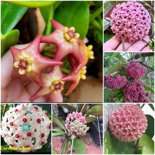 10 Cây giống lan cẩm cù