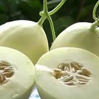 Hạt giống Dưa Lê Bạch Tuyết - 20 Hạt