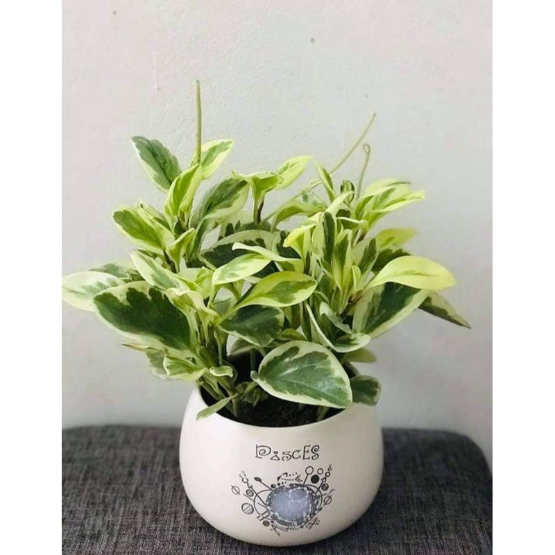 Cây Trầu Bà Sữa Cẩm Thạch Để Bàn