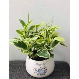 Cây Trầu Bà Sữa Cẩm Thạch Để Bàn