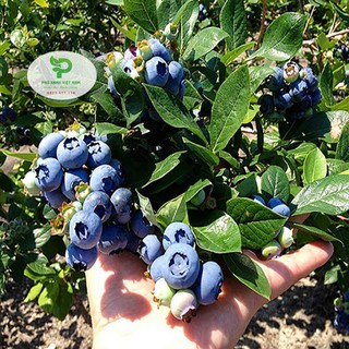 Cây Giống Việt Quất Mỹ, Chống Chịu Tốt, Đã Có Quả Sẵn, Rất Đẹp Mắt.