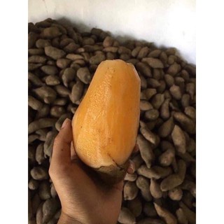 1KG SÂM ĐẤT CHUẨN Y TÝ LÀO CAI SIÊU NGON