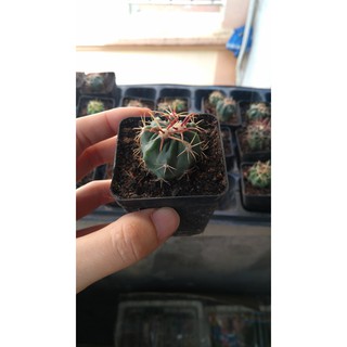Xương rồng ánh dương