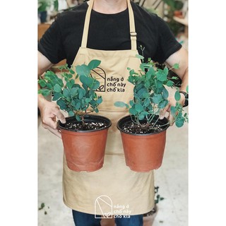 Tạp dề đồng phục tiệm bánh - quán bar cao cấp màu Beige trà sữa