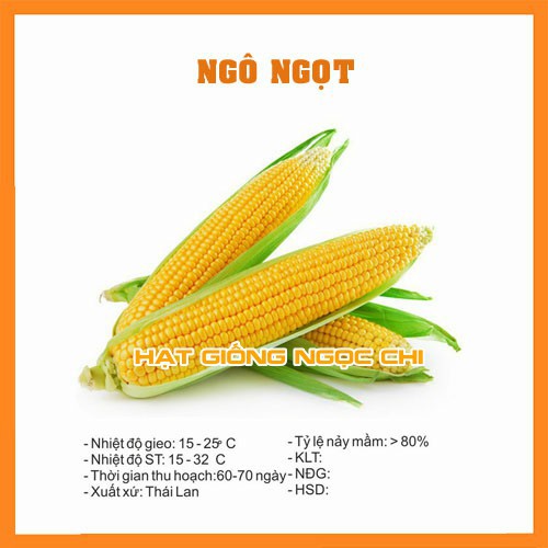 Hạt Giống Ngô Ngọt (Bắp) - 15 Hạt