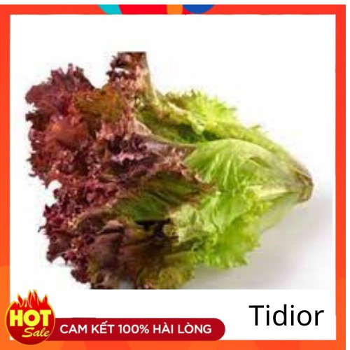 Tidior-HẠT GIỐNG XÀ LÁCH TÍM, 0,5GR - HXL02