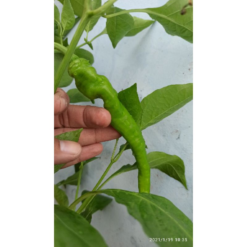 Hạt ớt ristra cayenne hybrid