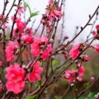 Cây đào bích, đào phai giống