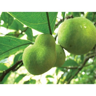 cây giống chay