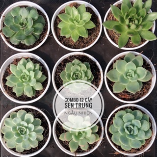 Sen đá Đà Lạt size trung