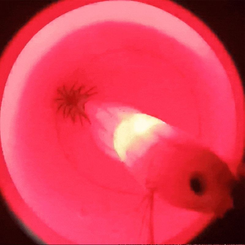 Mồi Câu Cá Giả Hình Tôm Có Móc Chất Lượng Cao