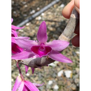 giả hạc bệt tali