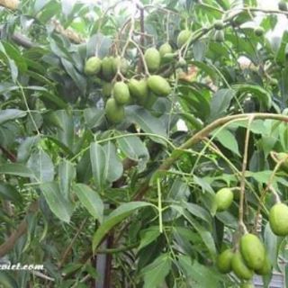 cây giống cóc thái