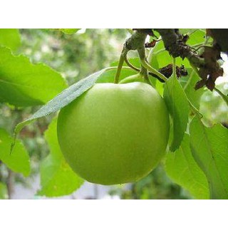 Cây táo lê quả khổng lồ