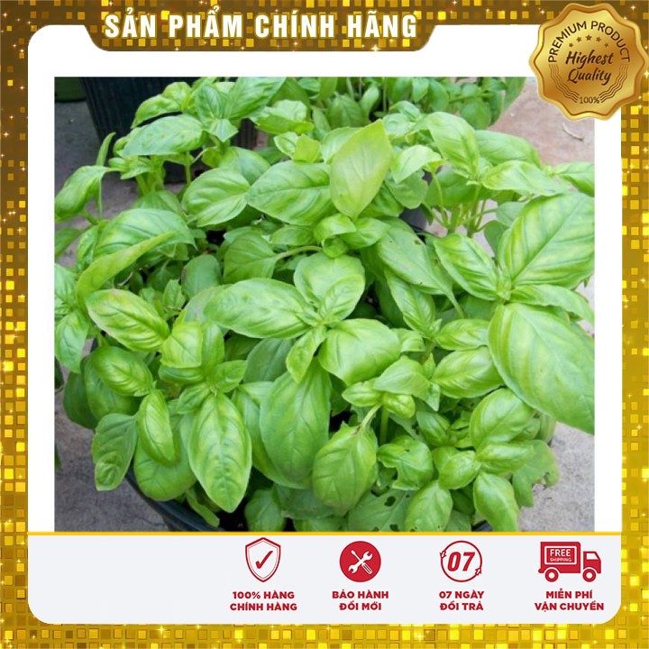 Hạt giống rau húng tây thơm LUCKY SEEDS