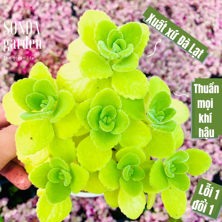 Sen thơm nhất mạt hương SONDA GARDEN size trung bình 10cm, xuất xứ Đà Lạt, khoẻ đẹp, lỗi 1 đổi 1