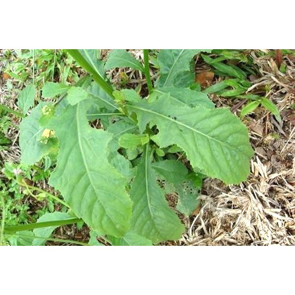 Gói 100 Hạt Giống Cải Trời