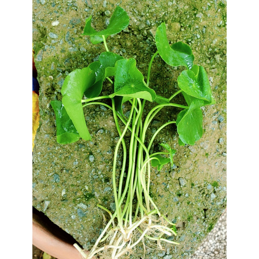 Cây thủy sinh Sen Dù trang trí hồ cá