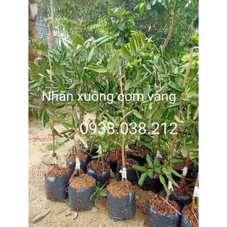 COMBO 10 CÂY NHÃN XUỒNG CƠM VÀNG HẠT LÉP