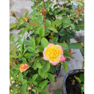 Hồng Đổi Màu (Hồng Ba màu) bụi và leo