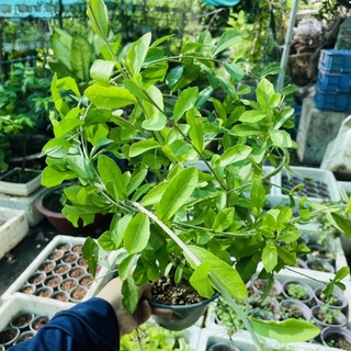 Cây giống cúc tần ấn độ