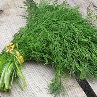 Hạt giống rau Thì Là gói 5GR RADO cao cấp dành cho gia đình, dễ chăm sóc, năng suất cao