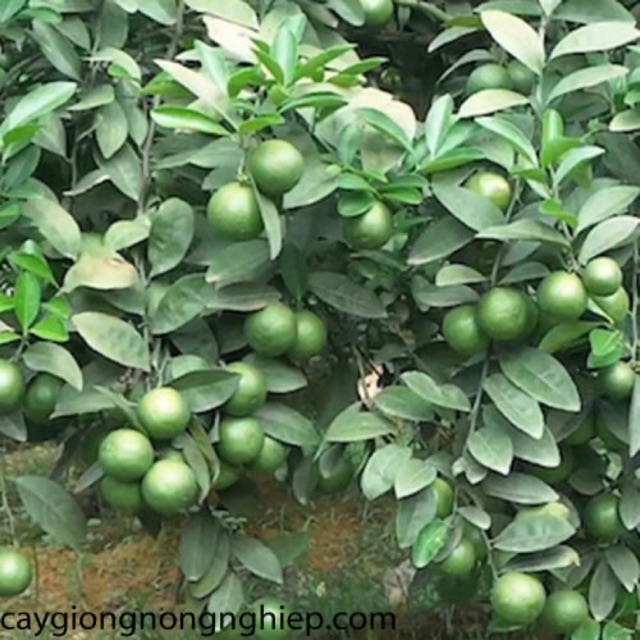 Cây chanh tứ quý mau cho trái