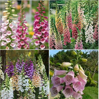 50 Hạt giống Hoa Mao Địa Hoàng Nhiều Màu (Kèm kích thích hạt nảy mầm)