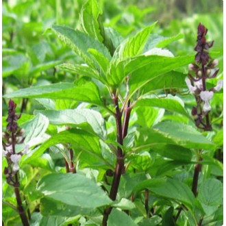 HẠT GIỐNG HÚNG QUẾ 2GR