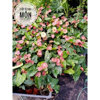 Cây hồng môn trồng nội thất