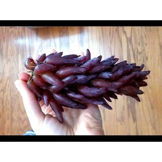 CÂY GIỐNG NHO PHÙ THỦY