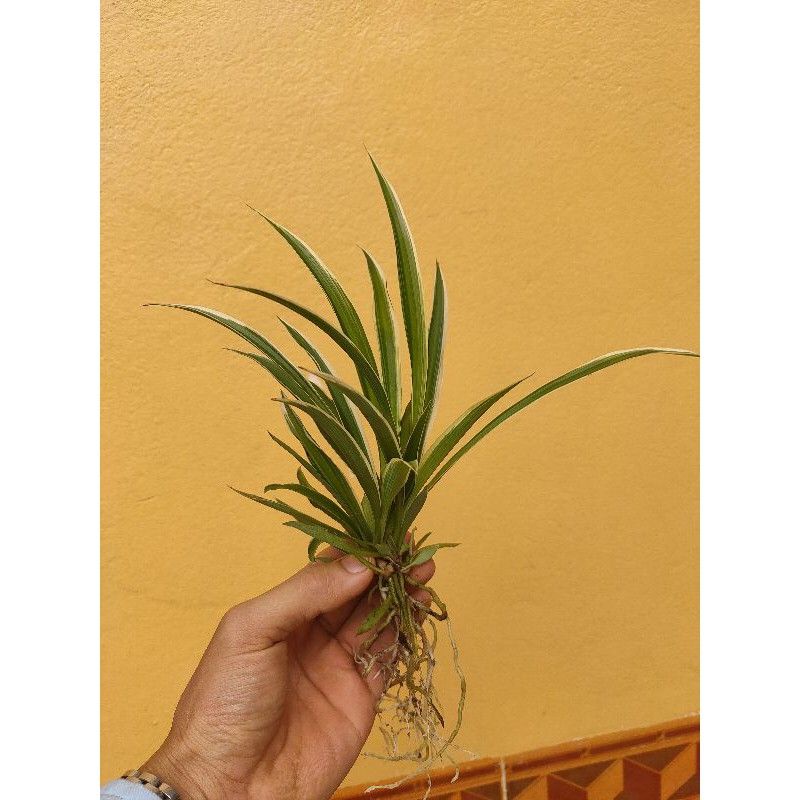 Cây cỏ nhện, rễ trần