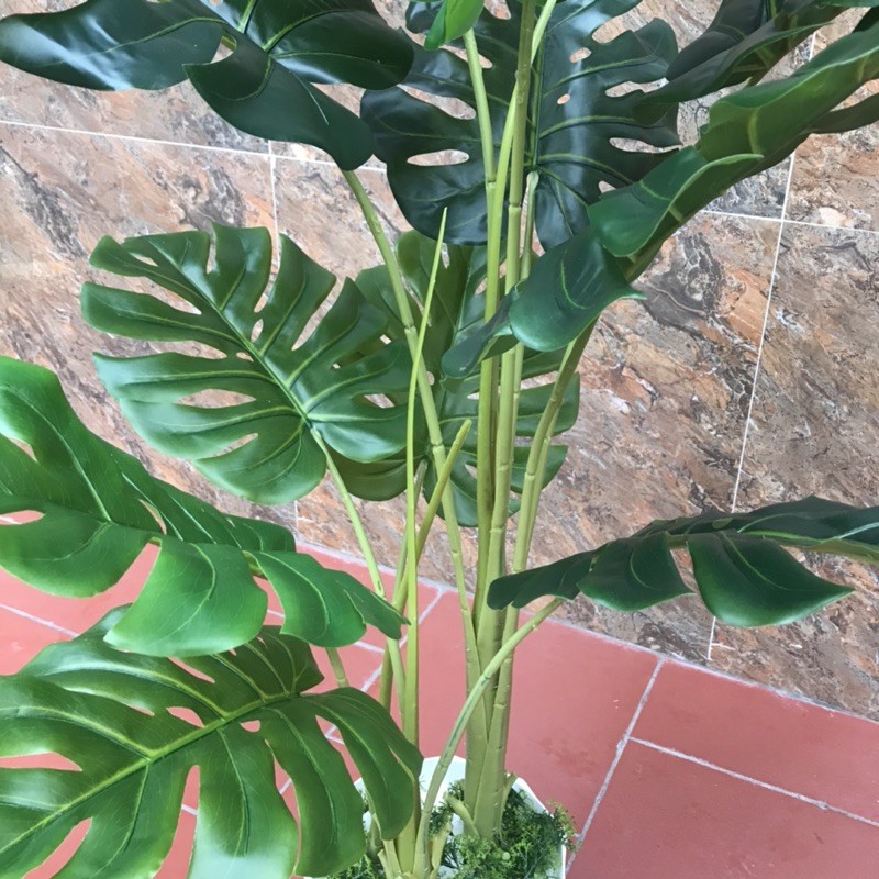 [Mã LIFEXANH03 giảm 10% đơn 500K] Cây lá xẻ , cây lá rùa 130cm 3 nhánh