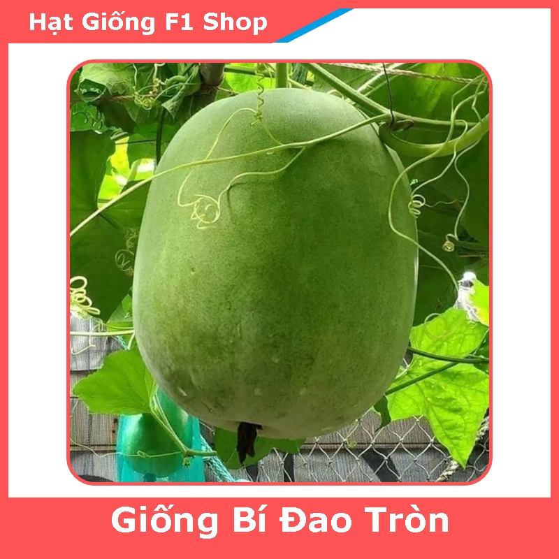 Hạt Giống Bí Đao Trái Tròn Thái Lan Sai Trái (248.F1)