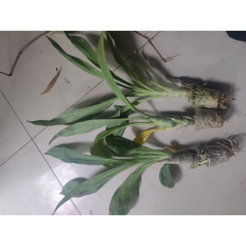 Lan Thiên Nga cây giống