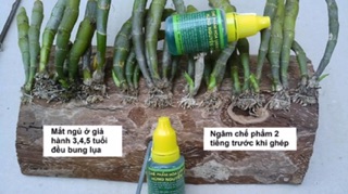Chế phẩm Hùng Nguyễn