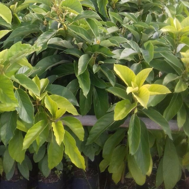 Bơ giống 034