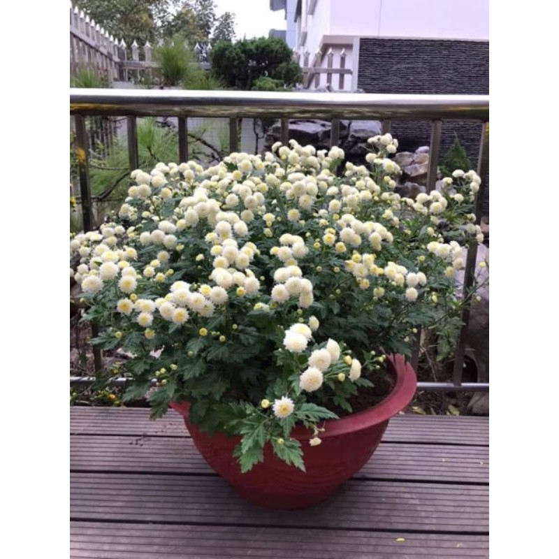 Cây cúc rủ vàng, trắng