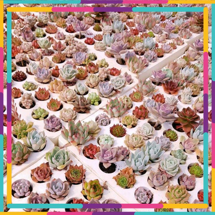 Sen đá mini liên đài vip 🌳 FREE SHIP 🌳 Xuất xứ Đà Lạt, đã thuần khí hậu