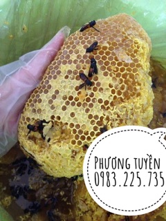 Mật ong rừng kbang