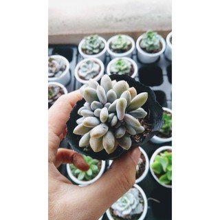 Sen đá sỏi hồng